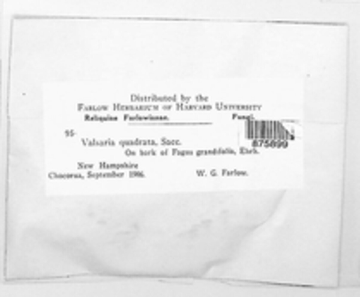 Myrmaecium fulvopruinatum image